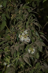 Nyctanthes arbor-tristis