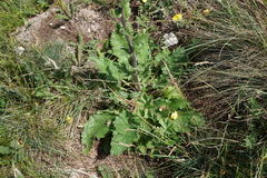 Verbascum spectabile