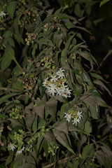 Nyctanthes arbor-tristis