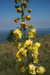 Verbascum spectabile