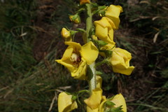 Verbascum spectabile