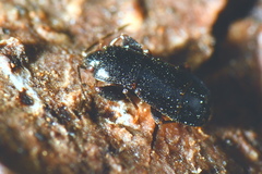 Plinthisus longicollis