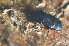 Plinthisus longicollis