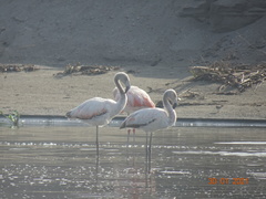 Phoenicopterus chilensis