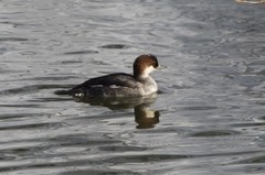 Mergellus albellus
