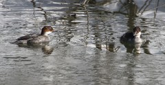 Mergellus albellus