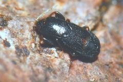 Plinthisus longicollis