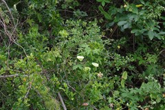 Dalechampia capensis