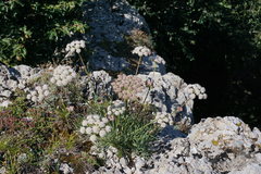 Seseli lehmannii