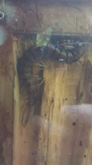 Cormocephalus rubriceps