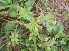 Cyperus cyperoides