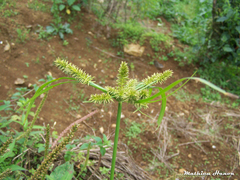 Cyperus cyperoides