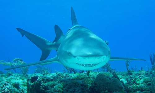 Lemon Shark, photo 5 of 10
