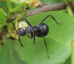 Polyrhachis gagates