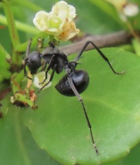 Polyrhachis gagates
