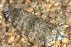 Dermatobranchus caeruleomaculatus