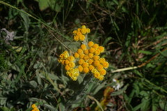 Helichrysum graveolens