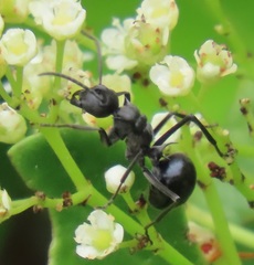 Polyrhachis gagates