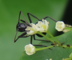 Polyrhachis gagates