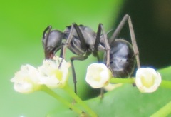 Polyrhachis gagates