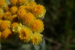 Helichrysum graveolens