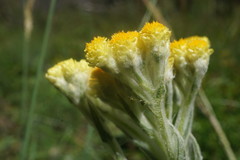 Helichrysum graveolens