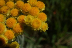 Helichrysum graveolens