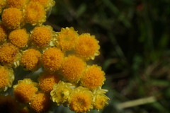 Helichrysum graveolens
