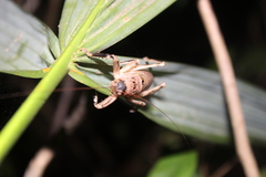 Nesoecia nigrispina