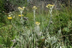 Helichrysum graveolens