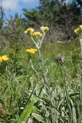 Helichrysum graveolens