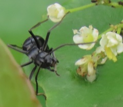Polyrhachis gagates