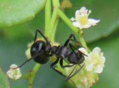 Polyrhachis gagates