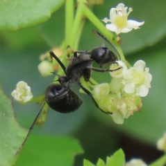 Polyrhachis gagates