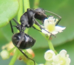 Polyrhachis gagates