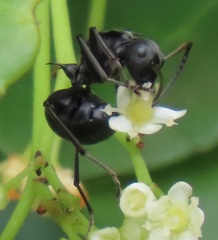 Polyrhachis gagates