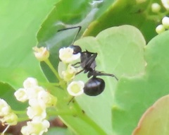 Polyrhachis gagates
