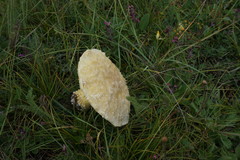 Floccularia luteovirens