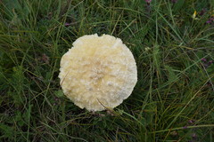 Floccularia luteovirens