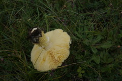 Floccularia luteovirens