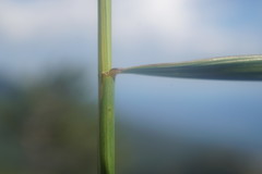 Pseudoroegneria strigosa