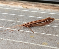 Psychoglypha bella