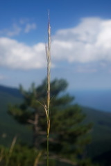 Pseudoroegneria strigosa