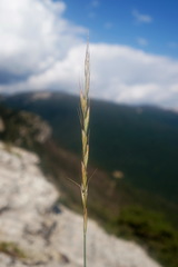 Pseudoroegneria strigosa