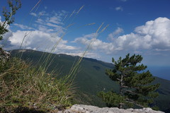 Pseudoroegneria strigosa