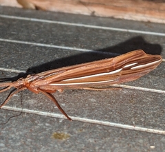 Psychoglypha bella