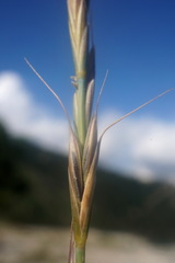 Pseudoroegneria strigosa