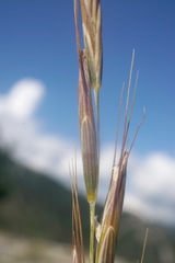 Pseudoroegneria strigosa