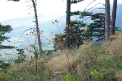 Prangos trifida