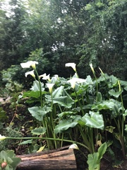 Zantedeschia